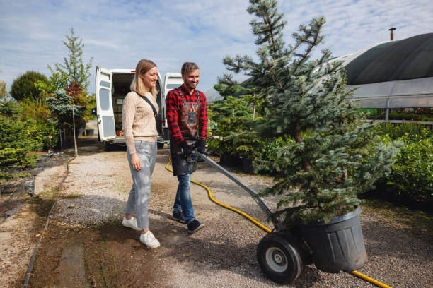 Dead Tree Removal